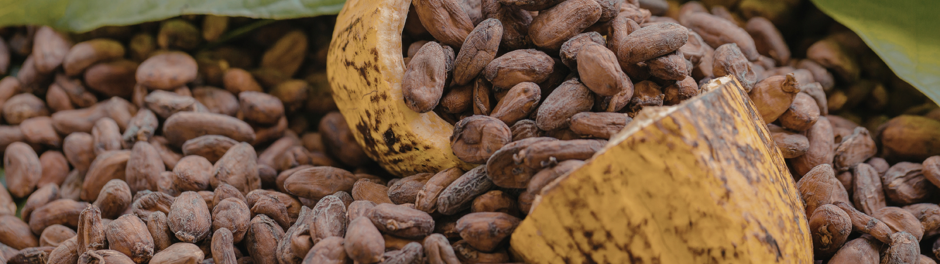 Cacao
