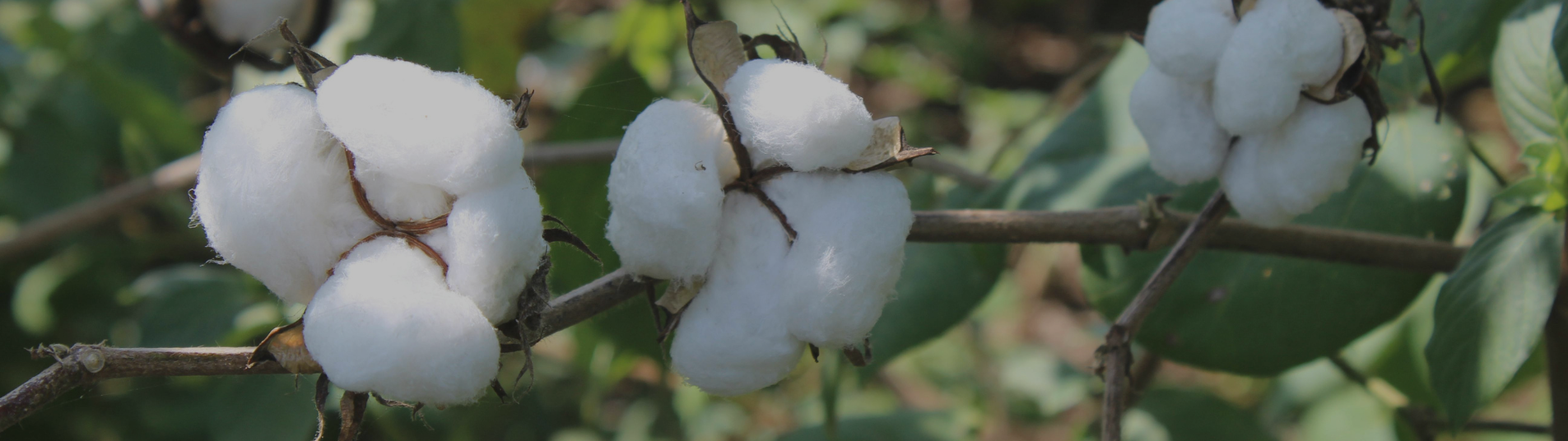 Coton